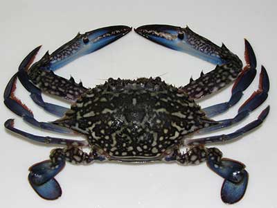 Blue Swimming Crab (Portunus Pelagicus)