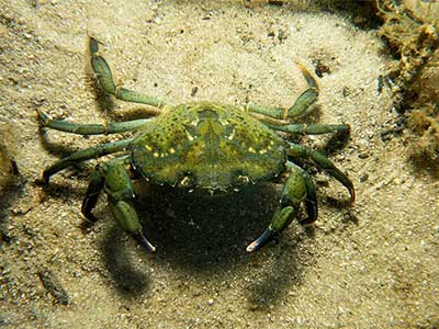 Green Crab (Portunus Sanguinolentus)