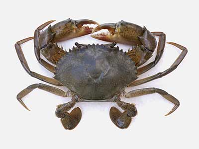 Mud Crab (Scylla Serrata)