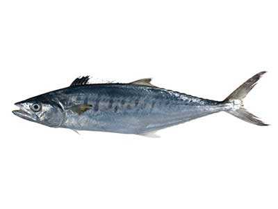 Seer Fish (Spanish King Mackerel) 