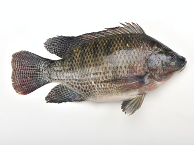 Tilapia Fresh Water Fish