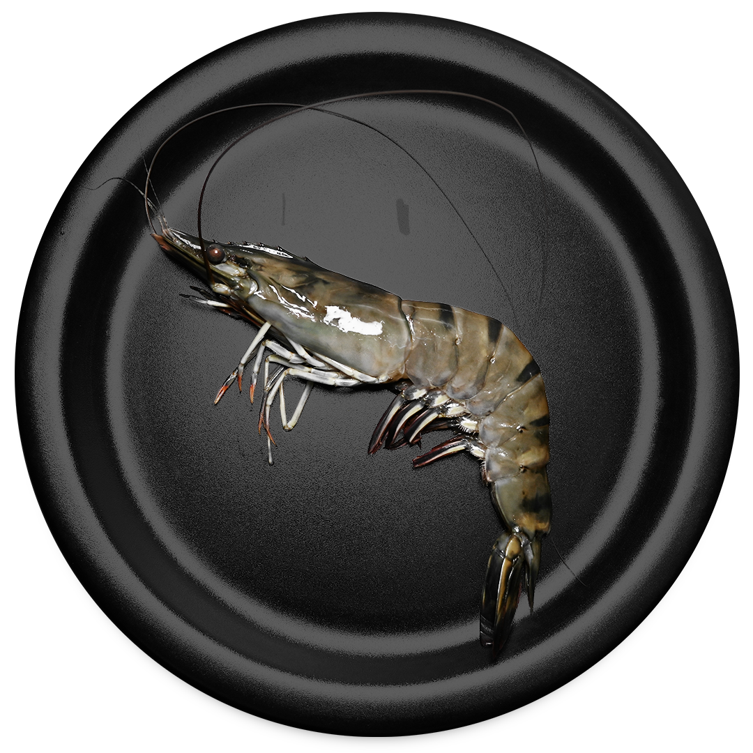 A large Black Tiger shrimp on a black plate