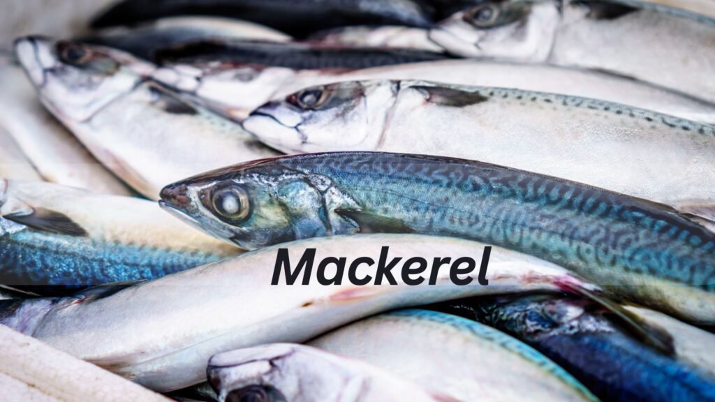 Mackerel