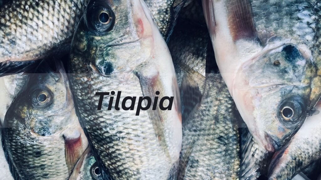 Tilapia